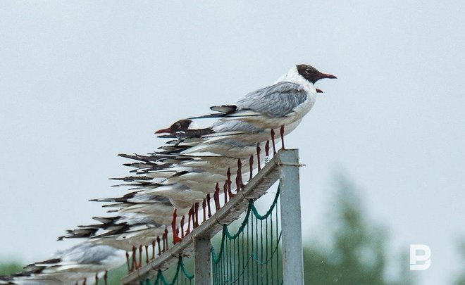 В соседнем с Татарстаном регионе разрешили охотиться на чаек и крачек