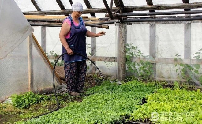 Эксперты прогнозируют гибель посевов в Татарстане