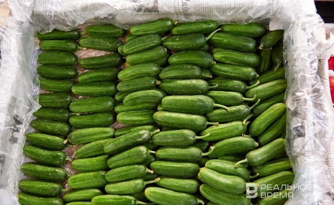 Огурцы в Татарстане с начала года подешевели почти в два раза