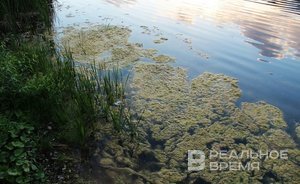 СИБУР, «Русал», «Северсталь» и НОВАТЭК рассматривают проекты по обводнению торфяников