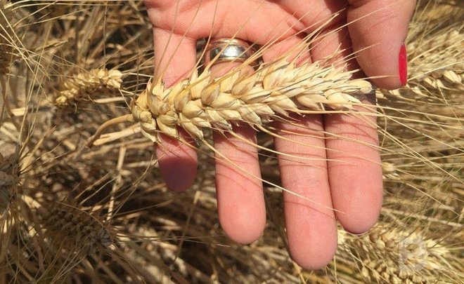 Россельхознадзор назвал причину неэффективного контроля за качеством зерна