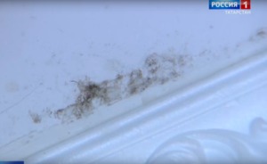 Казанцы жалуются на плесень и подтопление дома