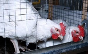 Полторы тысячи куриц из Татарстана задержали в Ростовской области
