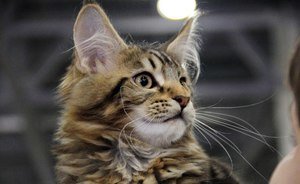 Губернатор Нью-Йорка запретил удалять кошкам когти