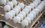 Производство яиц в Татарстане в первом полугодии выросло на 3,8%