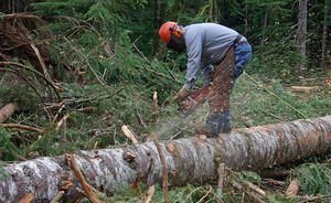 Россия пригрозила запретить экспорт древесины в Китай из-за «черных вырубок»