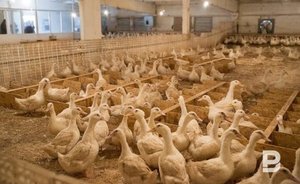 В Татарстане объявили карантин в Тукаевском районе из-за птичьего гриппа