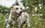 В казанском «Салават купере» организуют бесплатную вакцинацию домашних животных от бешенства