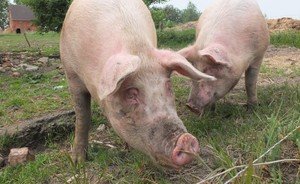 Оренбургская фирма начнет разводить швейцарских свиней