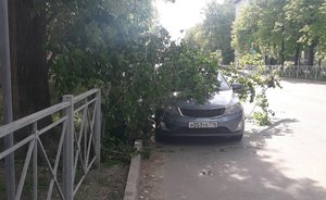 В Казани ветка дерева упала на автомобиль