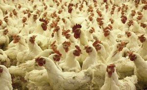 В пяти районах Татарстана обнаружили птичий грипп