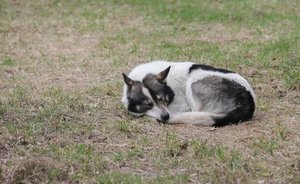 В поселении Пестречинского района Татарстана установили карантин из-за бешенства животных
