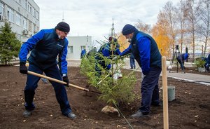 Нефтехимики высадили 30 елей на территории компании