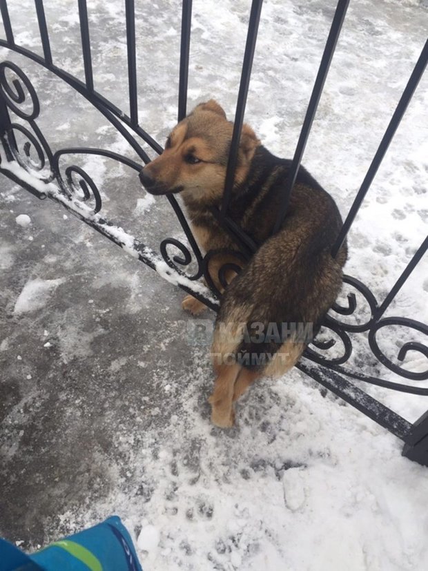 Собака застряла в трубе