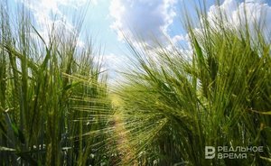 СМИ: в 2023—2024 годах Россия будет доминировать на рынке зерна