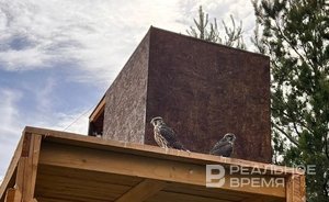 Сокол-балобан из Татарстана улетел в ОАЭ