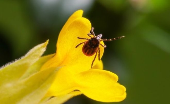 В России число пострадавших от укусов клещей составило 174 тысячи человек