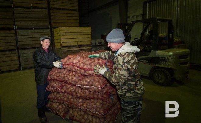 За год картофель в Татарстане подешевел в 1,5 раза