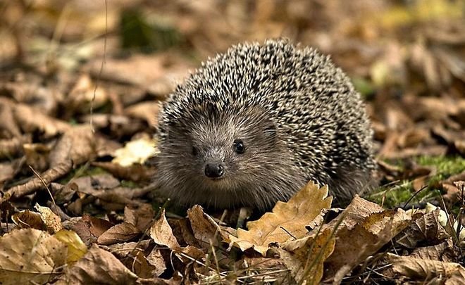 Полиция Уфы выясняет, кто убивает ежей в лесопарковой зоне