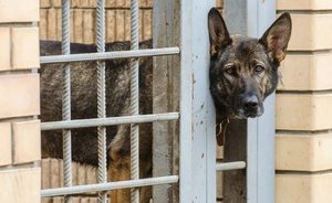 Правительство поддержало законопроект о праве регионов вводить требования на содержание животных
