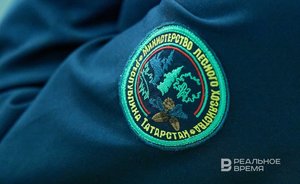 В Татарстане план по лесовосстановлению выполнен на 180,5%