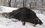 В Татарстане задержали браконьера, убившего кабана