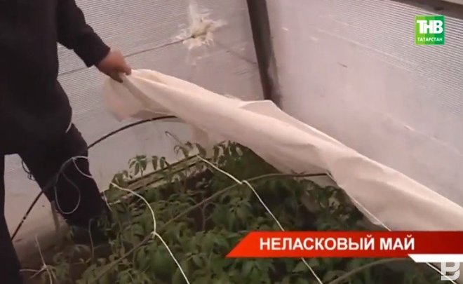 Из-за холодного мая татарстанские садоводы могут потерять урожай — видео