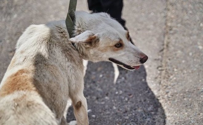 СМИ: в Тукаевском районе собака покусала трехлетнего малыша