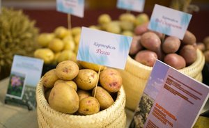 В России в последнюю неделю мая подорожали капуста, морковь и картофель