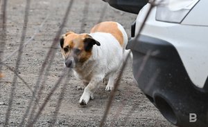 Опрос: большинство казанцев считают, что перед тем, как завести питомца, нужно пройти обучение