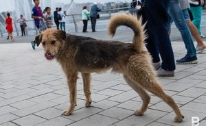 В Башкирии требуют наказать подростков, взорвавших щенков петардами — более 14 тыс. человек подписали петицию