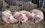 Рядом с Татарстаном нашли очаги африканской чумы свиней