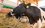 Поголовье крупного рогатого скота в Татарстане сократилось почти на 4%