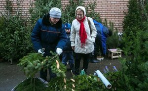 В Татарстане выявили 12 случаев незаконной рубки новогодних елок