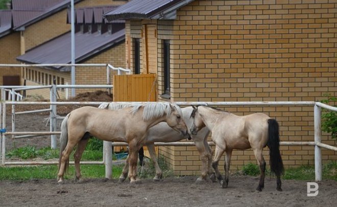 В Татарстане увеличат количество лошадей до 50 тысяч голов