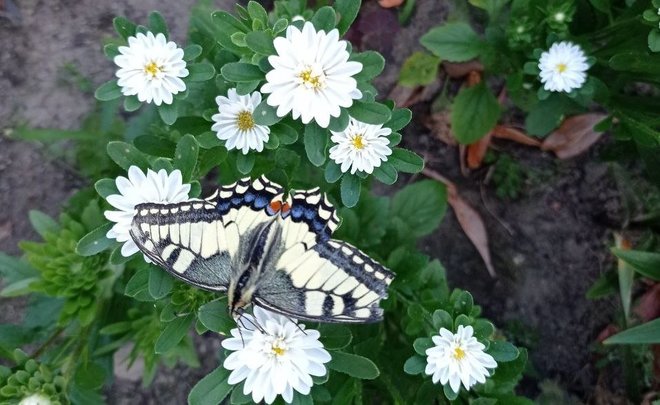 Казанцам объяснили, почему в этом году бабочки появились раньше комаров