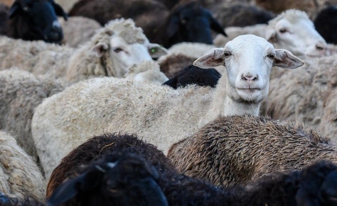 За последние три года в Татарстане зафиксирован рост поголовья по всем видам скота