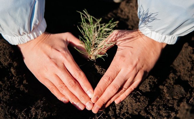 В Нижнекамске завершена осенняя высадка деревьев в рамках программы СИБУРа «Зеленая формула»