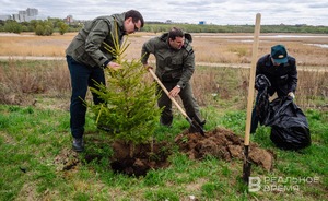 В Татарстане планируют восстановить 3,6 тысячи га леса