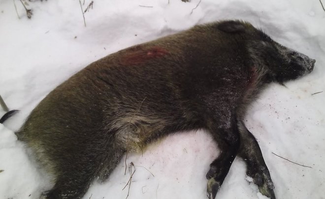 В Альметьевском районе возбудили уголовное дело после охоты на кабанов