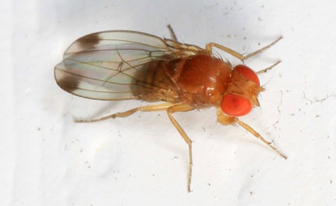 Ученые нашли механизм выбора съедобной пищи у насекомых