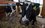 В Татарстане запустили финансирование осеменения коров