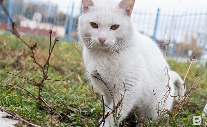 В Татарстане спасатели призвали водителей позаботиться о бездомных кошках