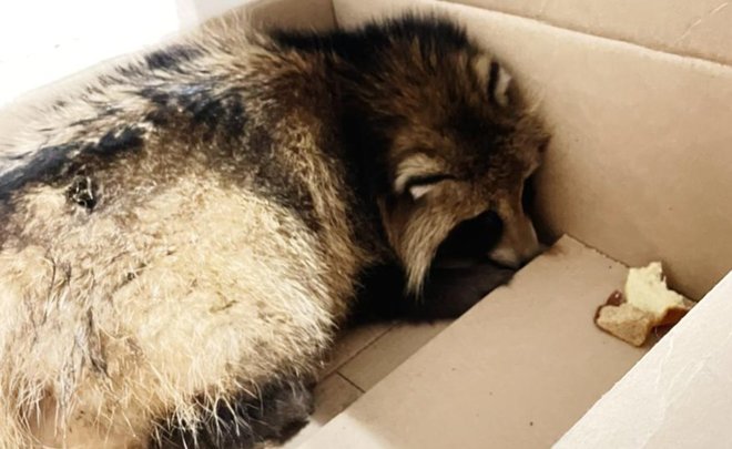 Спасенную в Казани енотовидную собаку планируют вернуть в естественную среду обитания