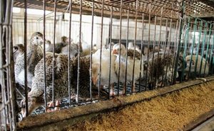 В Татарстане предложили фермерам застраховать свое поголовье животных с господдержкой в 50%