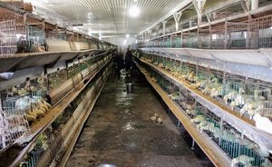 В России выявили первый случай инфицирования человека птичьим гриппом H5N8