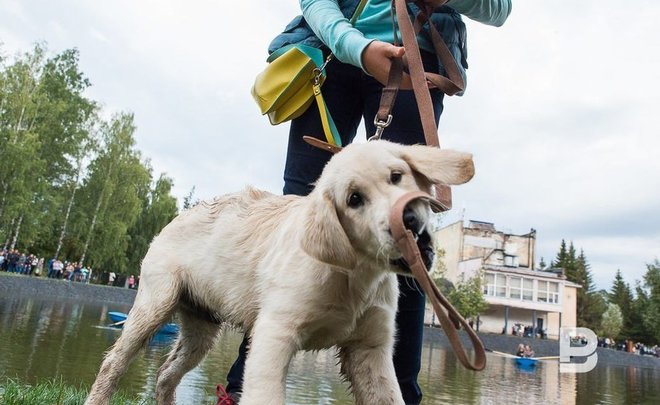 В РЭО посоветовали использовать бумажные пакеты для уборки за своими питомцами