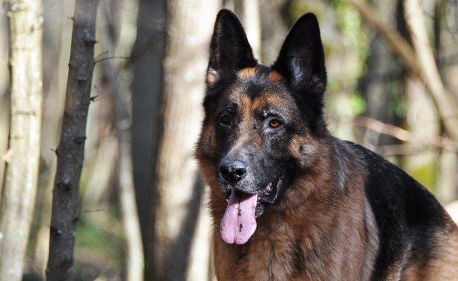 МВД подготовило перечень потенциально опасных собак