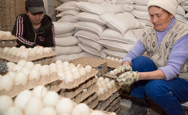 Верховный суд Татарстана обязал Лаишевскую птицефабрику уничтожить корма из-за угрозы птичьего гриппа