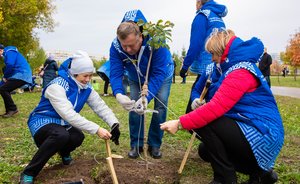 Нефтехимики высадили в Нижнекамске первую аллею из каштанов